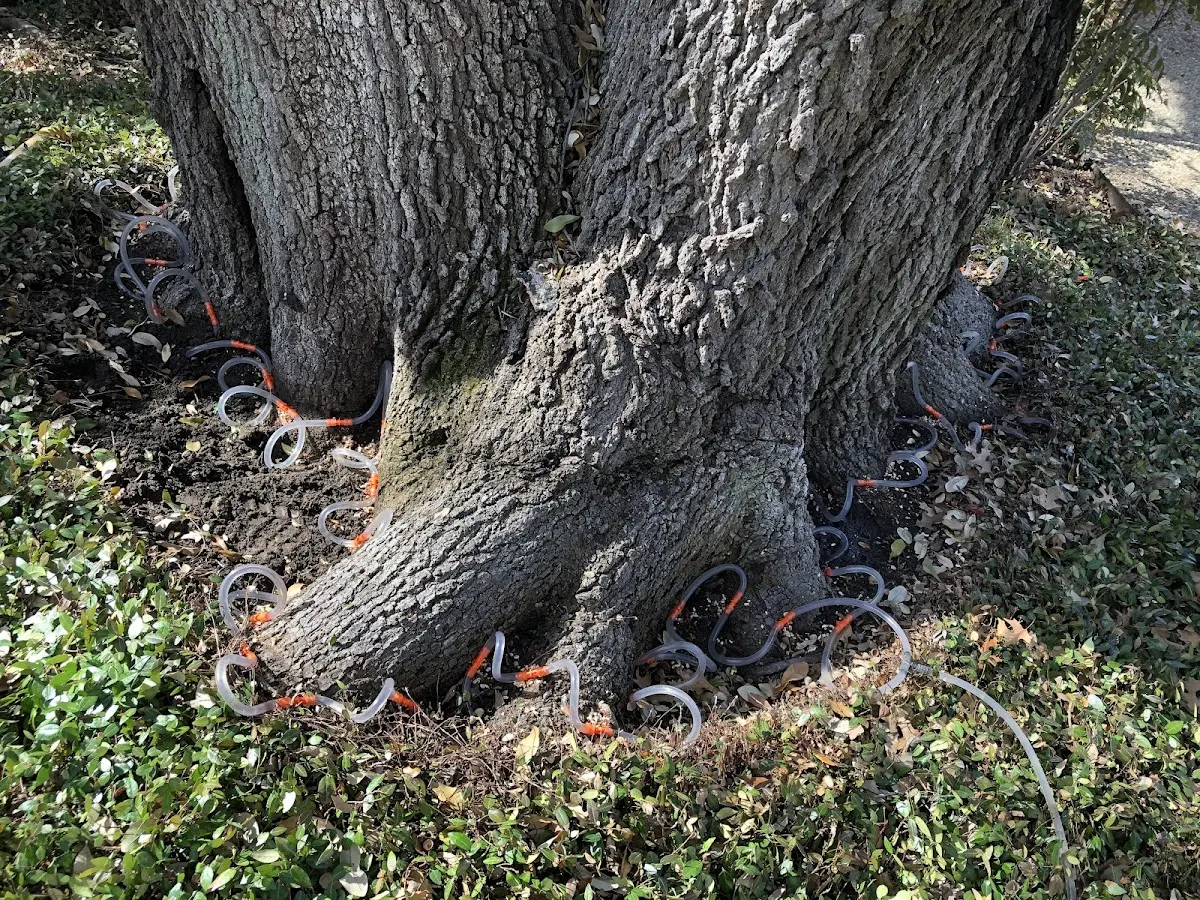 Detailed Tree Cabling and Bracing job site in Cataula